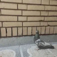 کبوتر سینه قهوای ماده