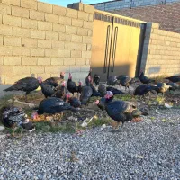 بوقلمون|حیوانات مزرعه|گنبد کاووس, |دیوار