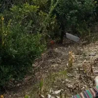 فروش زمین شالیزاری (مالکم)