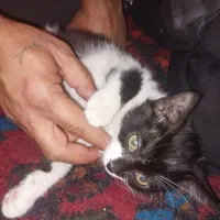 واگذاری 4عدد بچه گربه 2ماهه|گربه|کرمانشاه, |دیوار