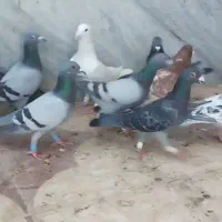 ۱۵تا پلاکی نر|پرنده|شیراز, کاراندیش|دیوار