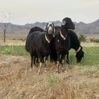 میش