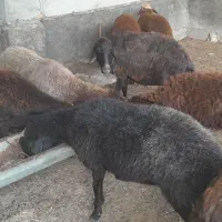 فروش ۶راس گوسفند افشاری ابستن