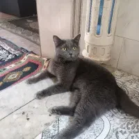 گربه اسکاتیش نر