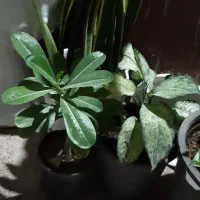 نگهداری گل وگیاه|گل و گیاه طبیعی|قشم, |دیوار