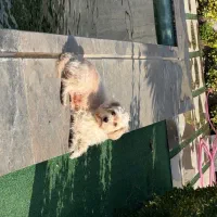 واگذاری حیوان خانگی