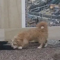 سگ خانگی فروش فوری|سگ|سیرجان, |دیوار