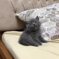 مجموعه بزرگ گربه ها ( پرشین اسکاتیش بریتیش)|گربه|شیراز, دروازه اصفهان|دیوار