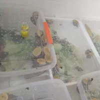 خاویار حلزون