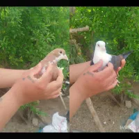 کبوتر کفتر کلاغ کربلایی کله سفید  ساده زرد قزوینی