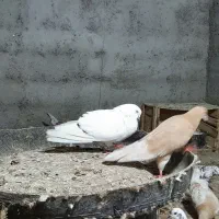 کبوتر