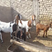 بز و بزغاله پاکستانی درجه یک و درشت / میش / بره|حیوانات مزرعه|فلاورجان, |دیوار