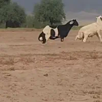 دوعدد قوچ اصل میاندوآب پرش تضمینی|حیوانات مزرعه|خوی, |دیوار