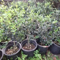 فروش گل و گیاه فوتونیا یاس شمشاد|گل و گیاه طبیعی|کلاچای, |دیوار