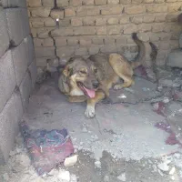 واگذاری ماده پژدر|سگ|ملایر, |دیوار