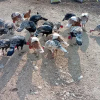 بوقلمون|حیوانات مزرعه|اندیمشک, |دیوار