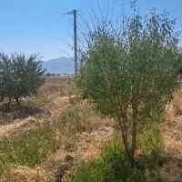 باغ ۸۰۰ متری|فروش زمین و ملک کلنگی|دهاقان, |دیوار