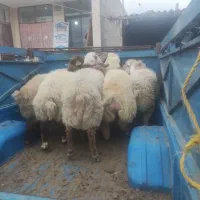 گوسفند فروشی