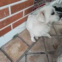 سگ پا کوتاه اشپیتز نر و ماده بازیگوش و شناسنامه ای|سگ|کاشان, خلیج فارس|دیوار