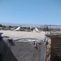 کفتر رنگی