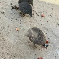 خروس شاخدار