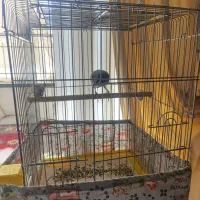 مرغ مینا امسالی سخنگو با قفس بلند|پرنده|اصفهان, ابر|دیوار