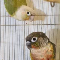 طوطی گرینچیک