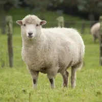 دام زنده  بره شیشک بزغاله