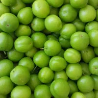 فروش آلوچه (گوجه سبز )