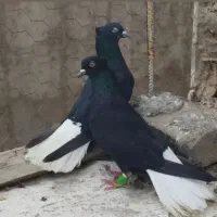کبوتر