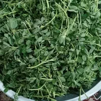 سبزی خورشتی