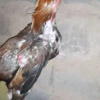 خروس لاری.  بشرط نسل.|حیوانات مزرعه|تربت جام, کشتارگاه|دیوار