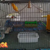 قناری پرتقالی کلکسیونی آنتیک قواره دار خوش رخ|پرنده|شهریار, شهریار|دیوار