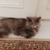 گربه پیدا شده