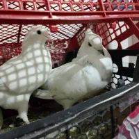 کبوتر تهرانی|پرنده|زاهدان, |دیوار