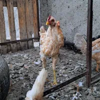 مرغ و  خروس|حیوانات مزرعه|زاهدان, |دیوار