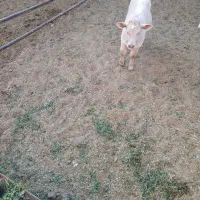 گاوگوساله|حیوانات مزرعه|بروجرد, |دیوار