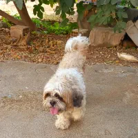 شیتزوتریر اصل نر