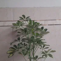 گلخانه گلبانو|گل و گیاه طبیعی|نجفآباد, شریعتی غربی|دیوار