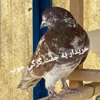 کفتر گرگی نرو ماده جفت