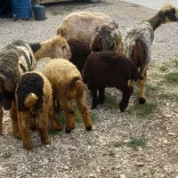 میش بره دار