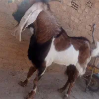 نربز گلابی پاکستانی|حیوانات مزرعه|بردسکن, |دیوار