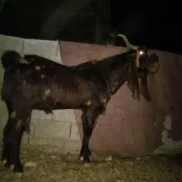 تکه پلنگی