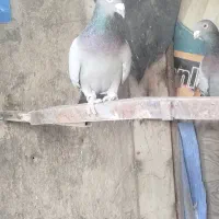 ۳ کفتر پلاکی|پرنده|خرم بید, |دیوار