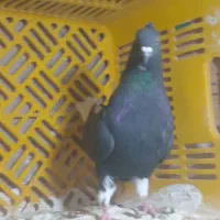 دم سفید ماده پرشی