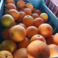 پرتقال تامسون و خونی (دوتن و نیم)|خوردنی و آشامیدنی|نوشهر, |دیوار