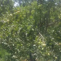 باغ-سیب-گردو-سپیدان