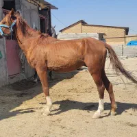 خرید و فروش اسب پالونی|اسب و تجهیزات اسبسواری|دورود, |دیوار