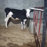 گوساله فروشی فوری