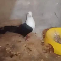 کبوترسرسفید کلکسیونی